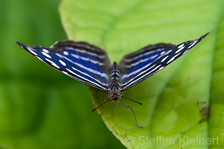 219 Fleck-Schillerfalter - Myscelia cyaniris